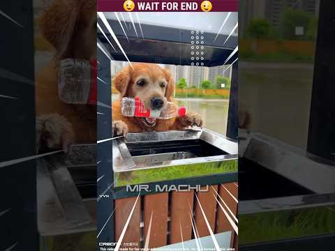 Micky 🐶Part-38 Story Of Amazing Dog 🐕 | Malayalam Funny | The dogs are cute and funny #dog #shorts