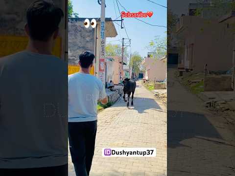 Diwan जी वाले झोटे को एक आवाज ही बहुत है #dushyantup37 #jhotarace #jhota #jhotalover #viralvideo
