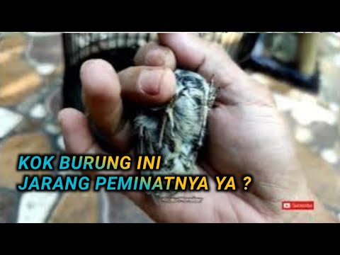 BURUNG CANTIK JARANG DI MINATI