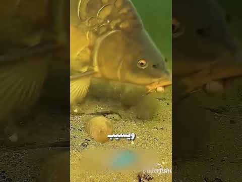 السمك بقي اذكي من البشر🐟