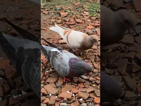 Milih anakan merpati buat free fly? #riedwanrichie #pets #merpati