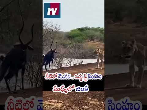 నీటిలో మొసలి .. ఒడ్డు పై సింహం... మధ్యలో జింక | #viralnews #trendingshorts #ytshorts