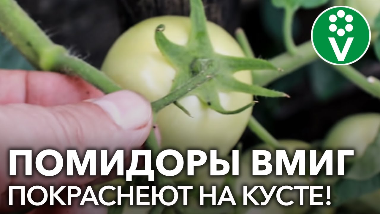 #1 как ускорить созревание томатов?