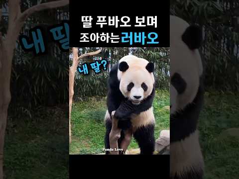 강할부지가 아빠라 알려주는데.. 푸바오~ 아빠야~ 딸바보 러바오 딸 보고파 급히 올라가네ㅜ #shorts