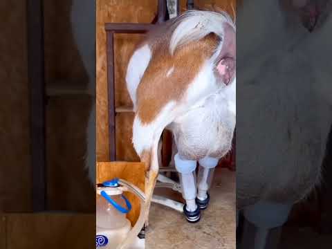 চীনের মানুষ কিভাবে ছাগল পালন করে
