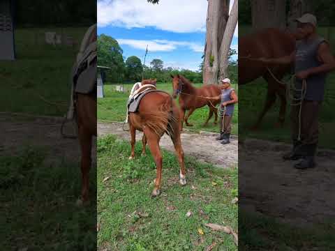 Garanhão #cavalos #cavalo #amorporcavalos #duet #horse #amocavalo