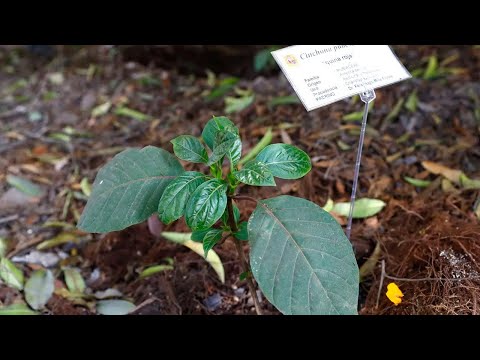 Investigadores de San Marcos cultivan el árbol de la quina en su Jardín Botánico