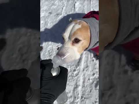 dog struggling to breathe #shortsvideo
