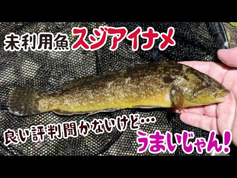 未利用魚スジアイナメ、良い評判きかないけどうまいじゃん！