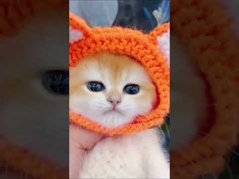 😻Cute Kitten😻