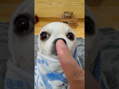 Wait! linga guli guli #dogshorts