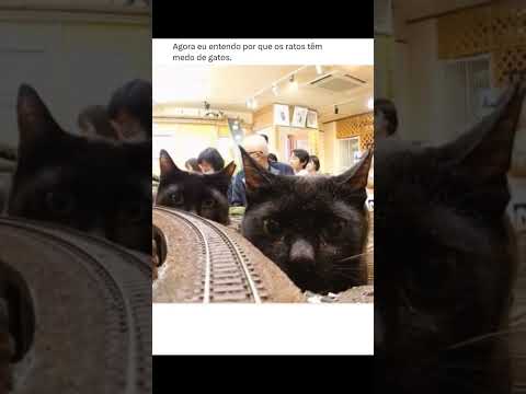 OS GATOS DESCONFIADOS #catshorts #foryou #engajamento