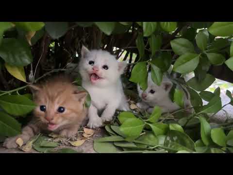 Scared Little Kittens! 🐱💔 Watch Their Adorable Reactions 😢
