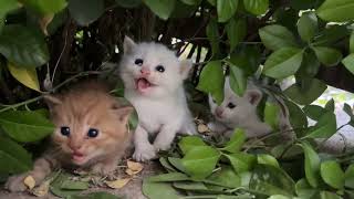 Scared Little Kittens! 🐱💔 Watch Their Adorable Reactions 😢