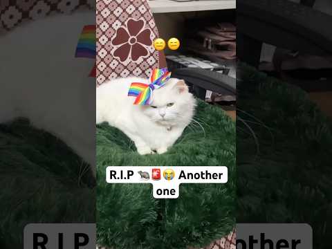 R.I.P 2.0🐀 🚨Dog vs Cat  #shorts #dog #cat #husky ￼| Review reloaded