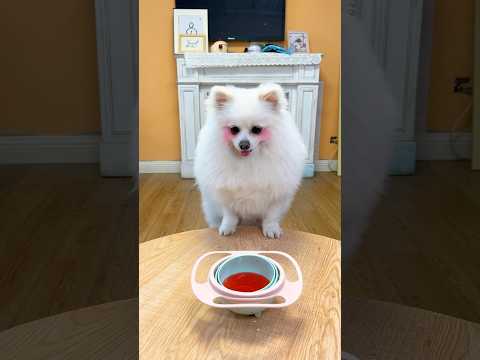 Shake it!#nico #smartnico #funny #puppy #funnydogs