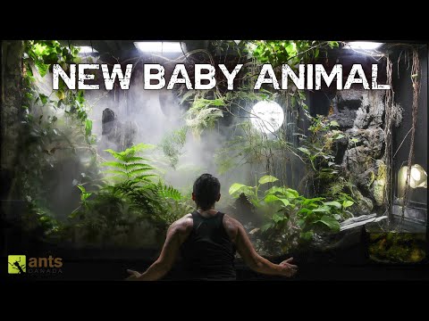 I Came Back to a New Baby Animal Living in My Giant Rainforest Vivarium