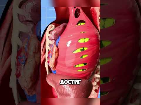 Если бы У Тебя была Челюсть Как у Змеи @zackdfilms
