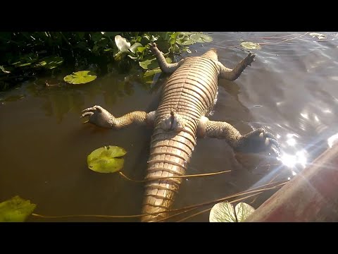 ISSO ESTÁ ACONTECENDO NO PANTANAL!
