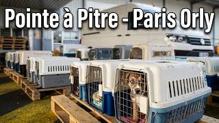 Sauvetage animal en Guadeloupe : le grand départ de 25 chiens et chats