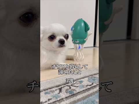 舐められてる時、ヒゲくすぐったいよね🤣#チワワ #あるある #犬のいる生活