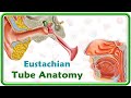 Eustachian Tube Anatomy and Function