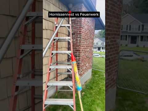 Hornissennest mit Feuerwerk entfernen 🐝💥 #hornissen  #nest  #wissen