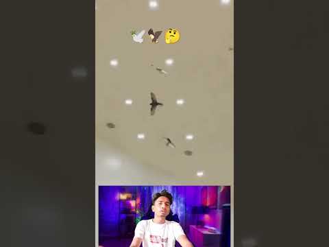 kabootar ki video 🕊️#pigeon #birds #animals #pets #attitude#pigens #bird #kabootar