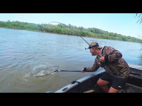 В ЭТОЙ ЯМЕ РЫБЫ МНОГО. ЖОР СОМА НА САРАНЧУ. Рыбалка на сазана. Ловля на жмых и саранчу.