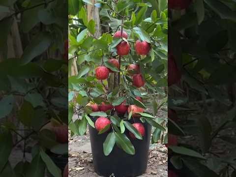 New technique of growing apple tree #apple_grafting #apple #applefarm #farming #viral #shorts