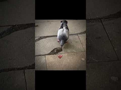 Pigeon 😎 #edit #trending #short #video #foryou #fyp #lovers