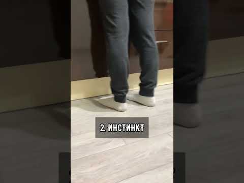 Почему коты поднимают попу?