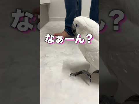 オウムのアピールを無視してしまうと起こる悲劇#shorts