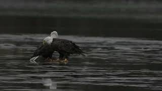 Friday Night Date Night!  Bald Eagles of Centerport - Mom and Dad2 have a hot date, on the ice! 1/26
