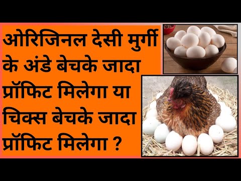111 DP cross murgi palan, Desi murgi palan,  FFg chicken breed, Desi murgi palan, Desi murgi egg