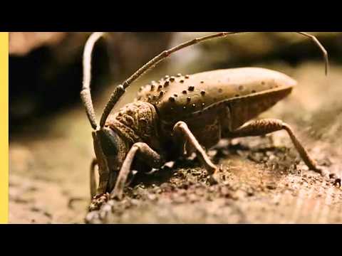 AMAZONAS INEXPLORADO: La Selva más MISTERIOSA del Planeta | Episodio Completo