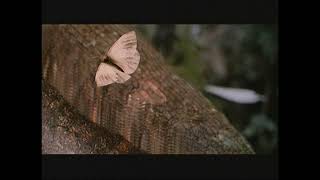 Predator (1987) Camouflage Tests - behind the scenes of predator