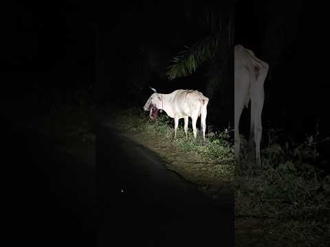 ദയവു ചെയ്ത് ഇത് പോലൊരാളും ചെയ്യാതിരിക്കുക 😔 | Forest Dipartment of Kerala