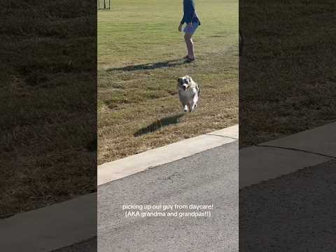 A Dog’s Love Has One Priority #funny #dog #mom #shorts #foryou