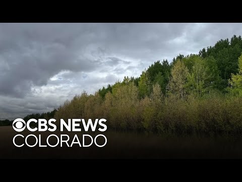 YouTube video thumbnail: Forest Entomologist Says Colorado's Current Drought Conditions Could Dull This Year's Fall Colors