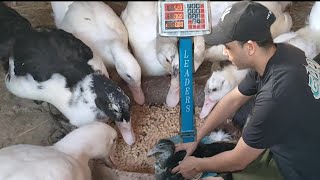وزن البط المسكوفى عمر شهر ونص مع وزن الرومي البلدي حاجة تفتح النفس ماشاءالله مش هتصدقوا المفاجأة 