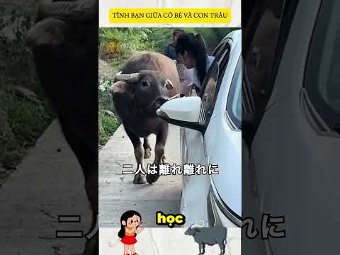 TÌNH BẠN GIỮA CÔ BÉ VÀ CON TRÂU