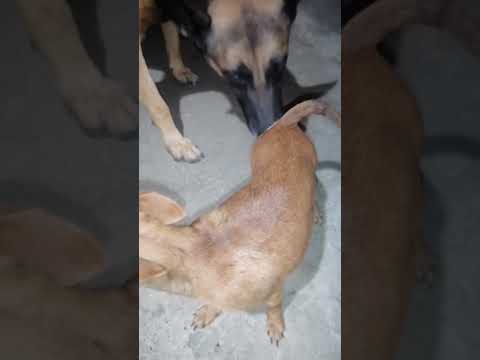 #السعودية #puppy #العراق #malinois #animals #doglover #belgianmalinois #pitbull