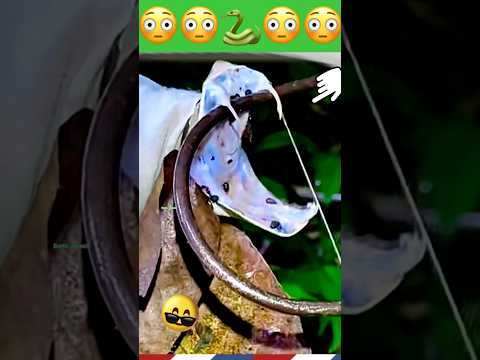 اسمع صوت ك*سر أنياب الافعى وكمية زخات سمها