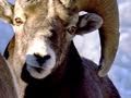 Bighorn Sheep Behavior and Competition