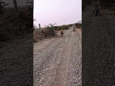 sasan gir national park safari ll Atlantic Lion wildlife Gujarat ll #trending #viral #reels #shorts