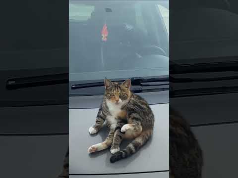 جبتلكم صبيح 🐈‍⬛ #عراق #بغداد #سيددنياصور