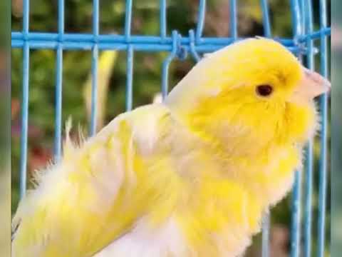 تغريد كناري فريزي أصفر Tweet du canari frison jaune توییت قناری فریزین زرد
