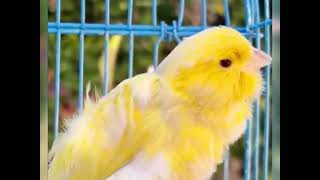 تغريد كناري فريزي أصفر Tweet du canari frison jaune توییت قناری فریزین زرد