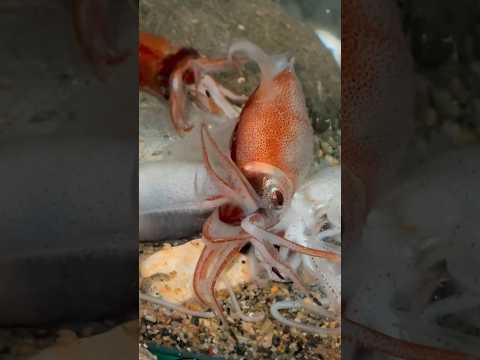 ホタルイカで水槽作ってみた#アクアリウム